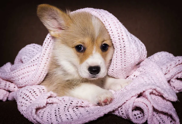 Little puppy in a blanket, welsh corgi breed — Stock Photo, Image