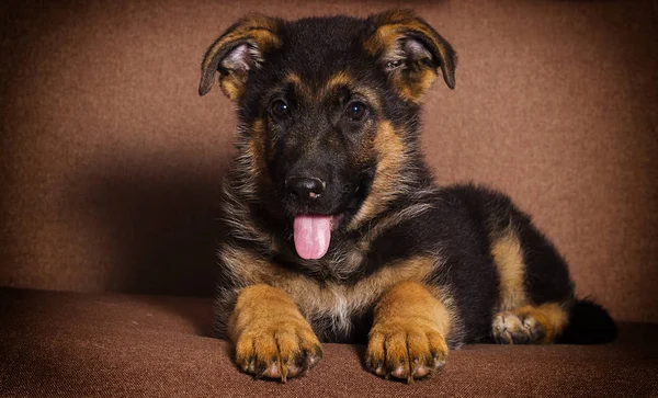 Cute puppy Shepherd leży na kanapie — Zdjęcie stockowe