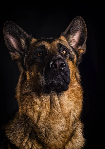 Retrato de cão no fundo preto — Fotografia de Stock