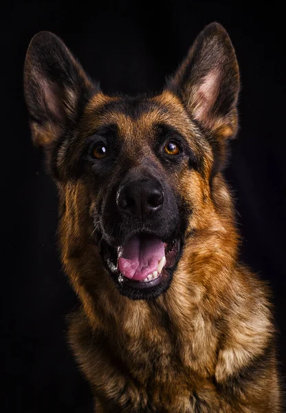 Portret psa na czarnym tle — Zdjęcie stockowe