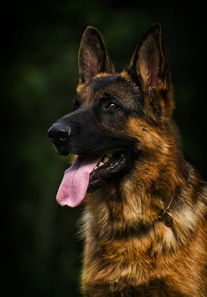 bir köpek çoban ırkının portre açık havada görünüyor