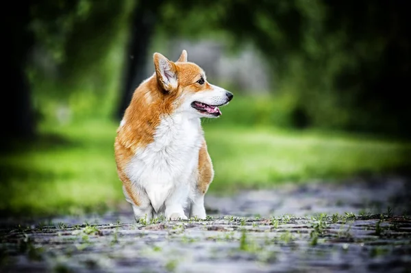 Hund rasen walesiska Corgi utomhus — Stockfoto