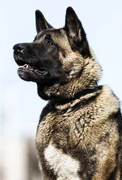 Portrait of a dog breed american akita inu outdoors — Stock Photo, Image