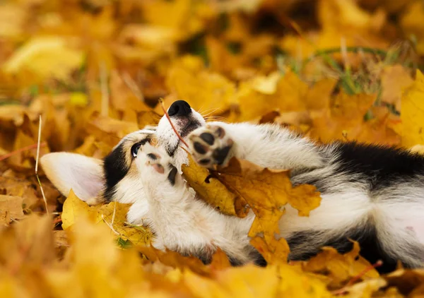 Walisischer Corgi Welpe im Herbstlaub — Stockfoto