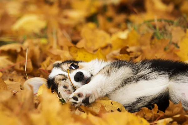 Cachorro em folhas de outono, corgi galês — Fotografia de Stock