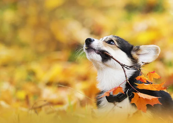 Welsh corgi puppy in autumn leaves — Stock Photo, Image