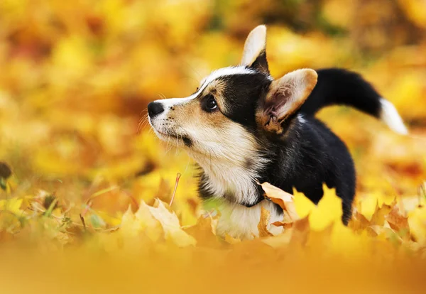 Filhote de cachorro corgi galês em folhas de outono — Fotografia de Stock