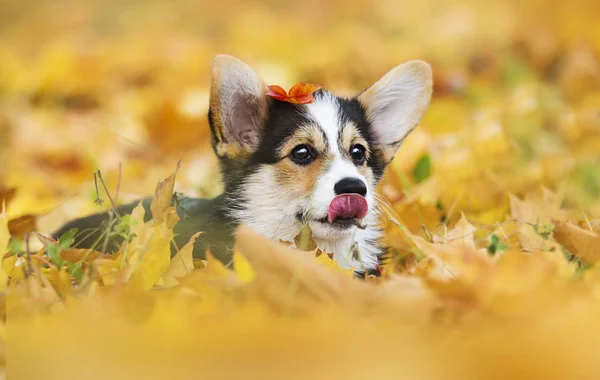 Welsh corgi puppy in autumn leaves — Stock Photo, Image