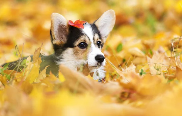 Cucciolo in foglie di autunno — Foto Stock