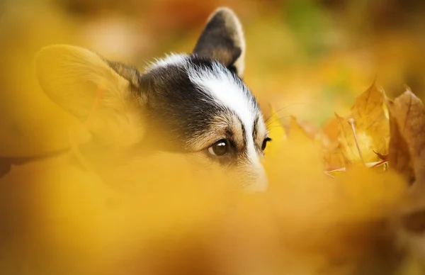 Štěně v podzimním listí — Stock fotografie