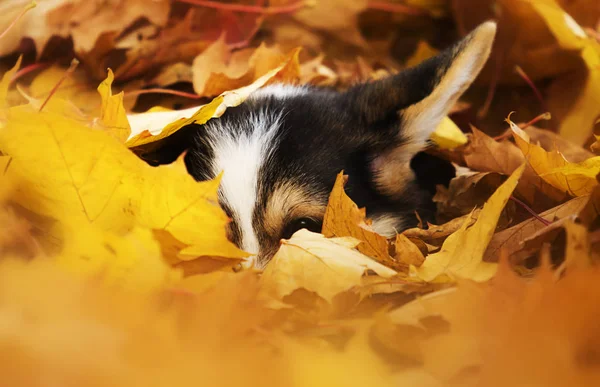 Cucciolo in foglie di autunno — Foto Stock