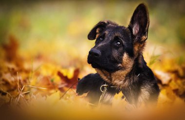 Sonbahar yapraklarında köpek yavrusu