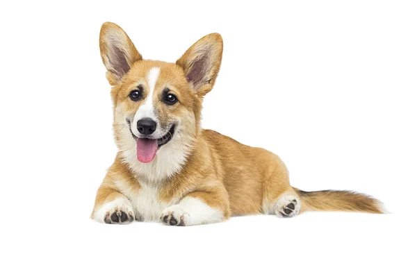 Cachorro em um fundo isolado branco, raça galês Corgi — Fotografia de Stock