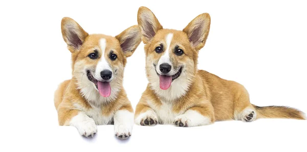 Valp på en vit isolerad bakgrund, ras walesiska Corgi — Stockfoto