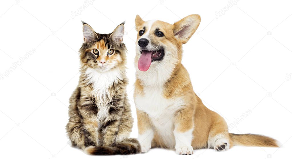 puppy and kitten on a white isolated background