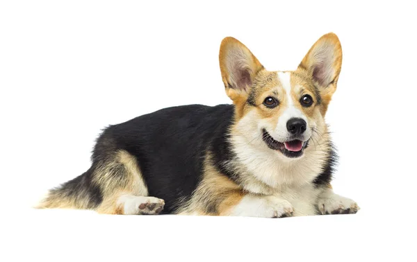 สุนัขบนพื้นหลังที่โดดเดี่ยวสีขาว, สายพันธุ์ Welsh Corgi — ภาพถ่ายสต็อก