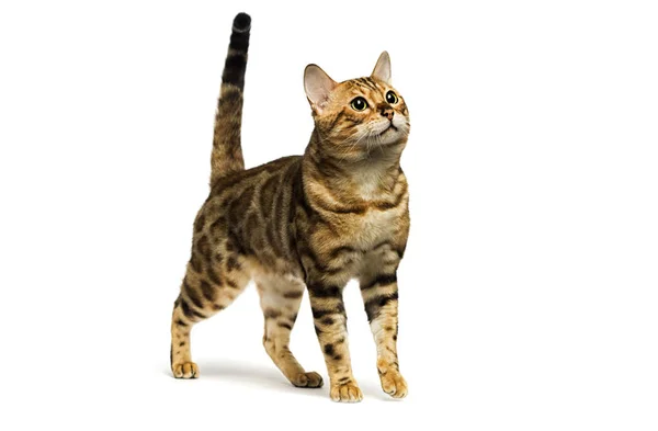 Bengal Katze isoliert weißen Hintergrund — Stockfoto