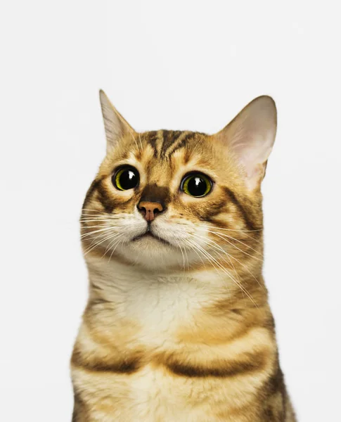 Funny muzzle bengal cat on a white background — Stock Photo, Image