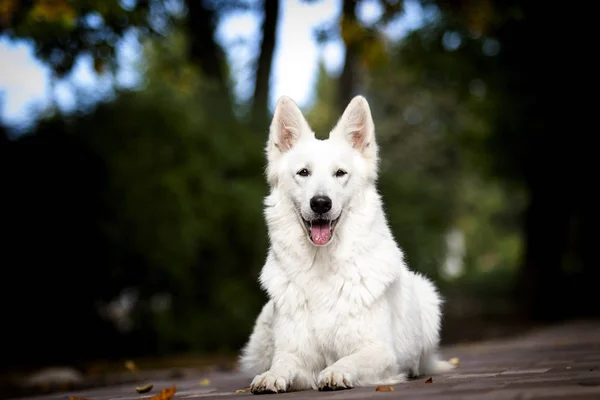 Vit schweizisk hund i höst parken — Stockfoto