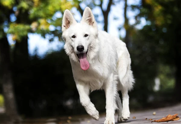 Witte Zwitserse hond in herfst Park — Stockfoto