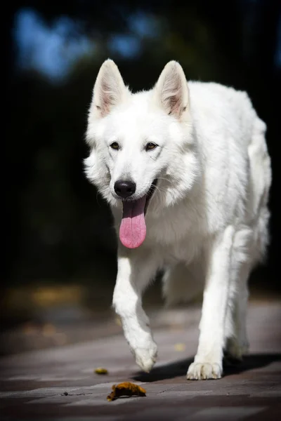 White swiss dog in autumn park — Stock Photo, Image