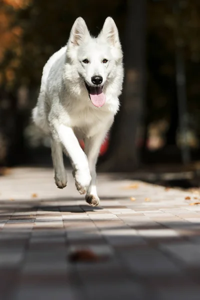 Biały szwajcarski pies w jesiennym parku — Zdjęcie stockowe