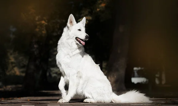 Weißer Schweizer Hund im Herbstpark — Stockfoto