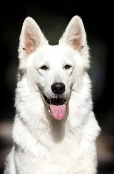 Cão suíço branco no parque de outono — Fotografia de Stock