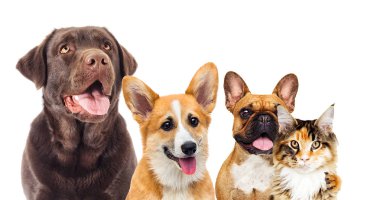 hayvanlar beyaz bir arka plan üzerinde kümesi