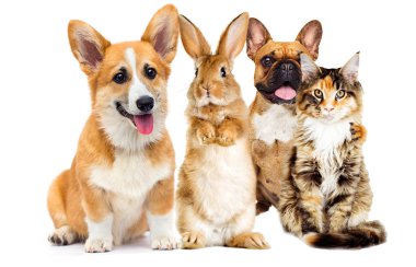 hayvanlar beyaz bir arka plan üzerinde kümesi