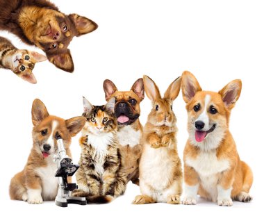 hayvanlar beyaz bir arka plan üzerinde kümesi