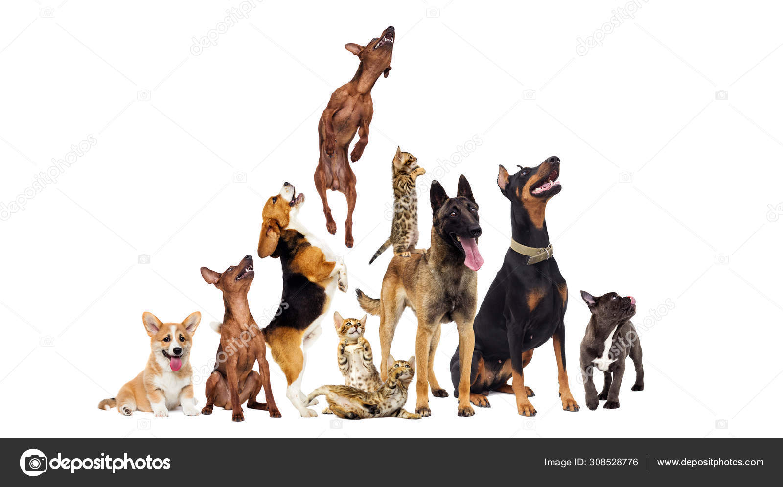 Group of animals looking up on a white background Stock Photo by ©gurinaleksandr 308528776 Group of animals looking up on a white background Stock Photo by ©gurinaleksandr 308528776