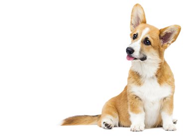 galce corgi köpek yavrusu tam büyüme oturuyor