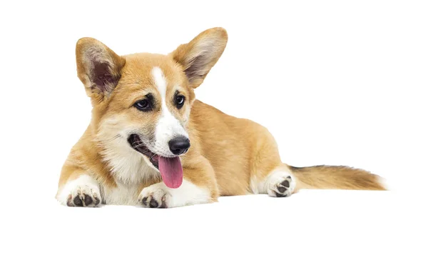 Welsh corgi puppy in full growth on a white background — Stock Photo, Image