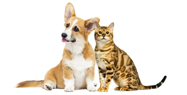 Gato y perro juntos sobre un fondo blanco — Foto de Stock