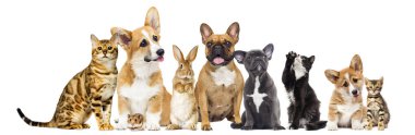 kedi ve köpek ve bir tavşan ve beyaz bir backg birlikte bir hamster