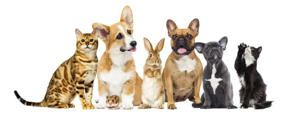Cat and dog and a rabbit and a hamster together on a white backg — Stock Photo, Image