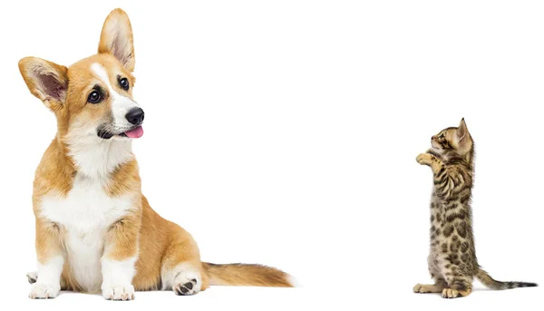 Cat and dog together in full growth on a white background — Stock Photo, Image