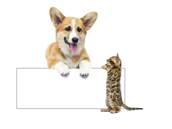 Kitten en puppy en poster op een witte achtergrond — Stockfoto