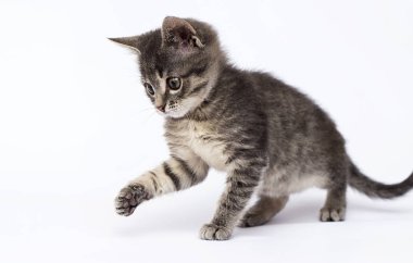 sevimli çizgili kedi yavrusu beyaz bir arka plan üzerinde bakar