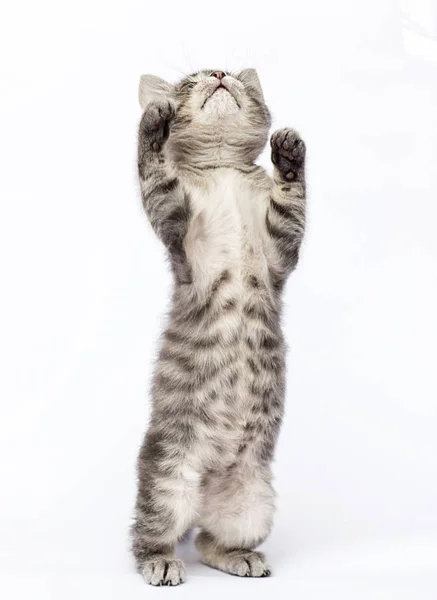 Gatinho listrado bonito olha para cima em um fundo branco — Fotografia de Stock