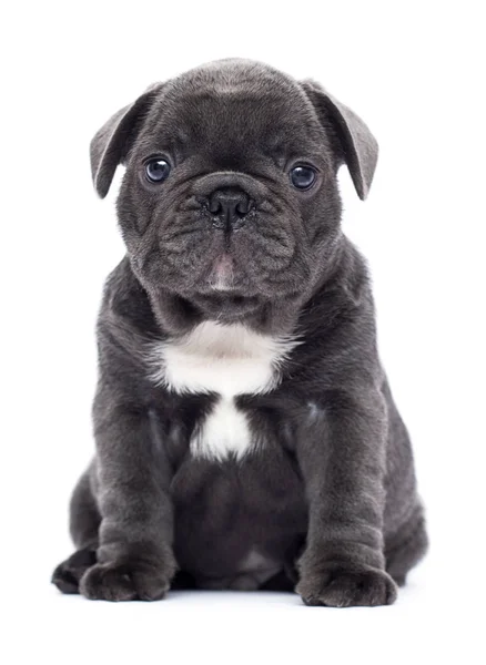 Bulldog francés cachorro mira hacia arriba sobre un fondo blanco —  Fotos de Stock
