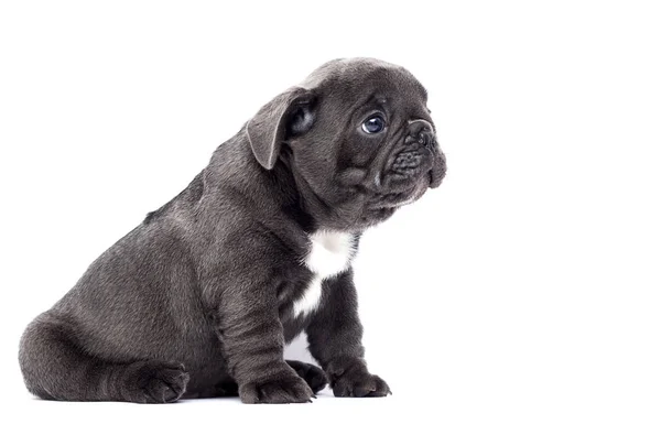 フランスのブルドッグの子犬は、白い背景を見上げる — ストック写真