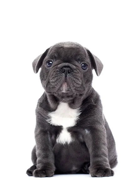 Bulldog francés cachorro mirando hacia arriba sobre fondo blanco —  Fotos de Stock