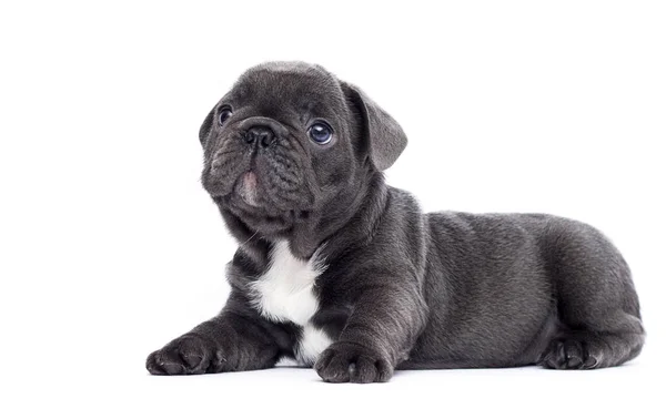 Французский бульдог щенок смотрит вверх на белом фоне — стоковое фото
