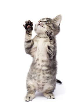 çizgili kedi yavrusu arka ayakları üzerinde duruyor