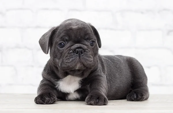 Welpe Französische Bulldogge auf der Backsteinmauer Hintergrund — Stockfoto