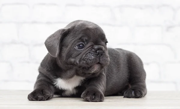 Kölyök Francia Bulldog a téglafal háttér — Stock Fotó