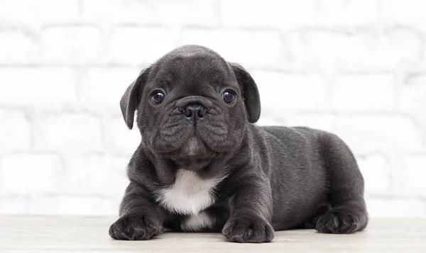 Filhote de cachorro francês Bulldog no fundo da parede de tijolo — Fotografia de Stock