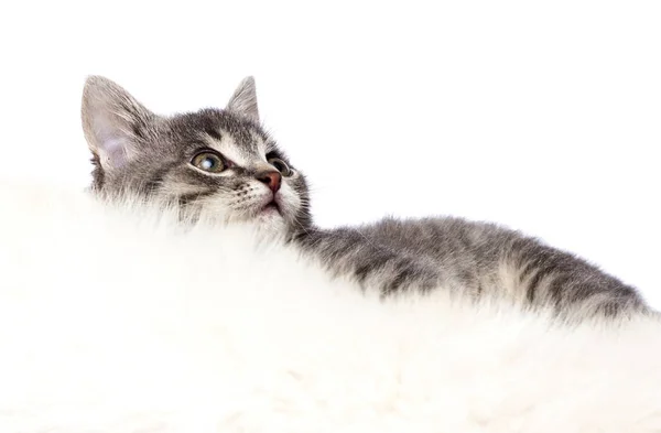 Gatinho listrado em um cobertor fofo — Fotografia de Stock